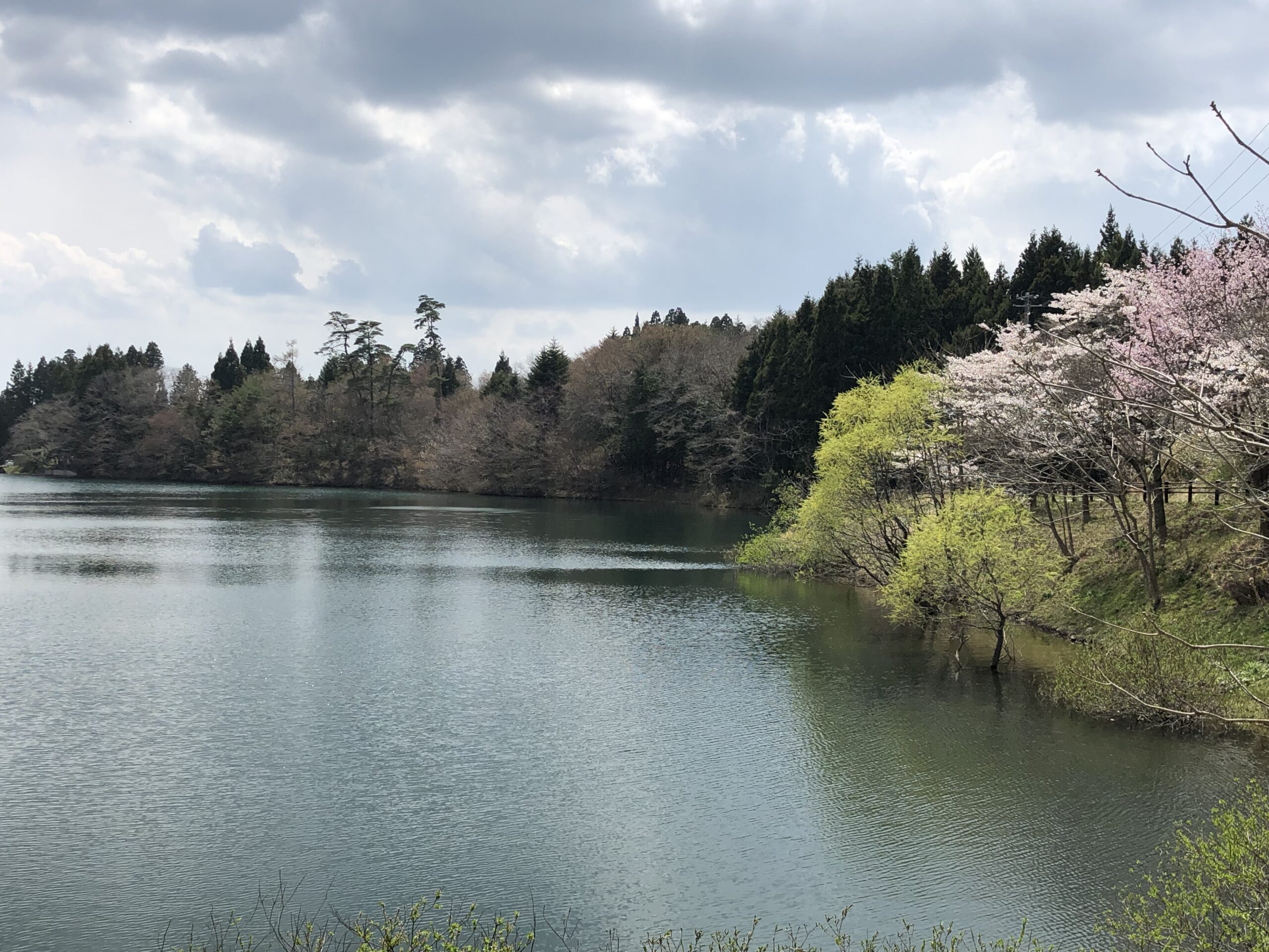 菖蒲沢の桜